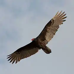 Aura tiñosa (Cathartes aura)