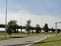 Elm cultivars, The Netherlands; 'Den Haag' far right of picture (2014)