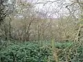 Cave's Inn Pits
