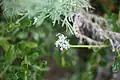 Ceanothus thyrsiflorus