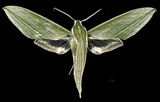 Male dorsal view