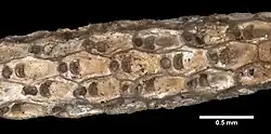 Cellaria