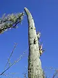 adult plant