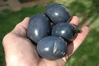Fruit