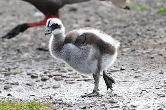 Gosling, Phillip Island