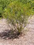Chamelaucium uncinatum