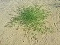 Individual plant