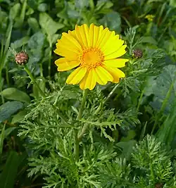 Crown daisy flower