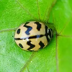 Cheilomenes sexmaculata