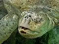 Albino green sea turtle