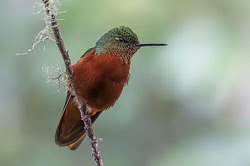 Chestnut-breasted coronet (Boissonneaua matthewsii) San Isidro.jpg