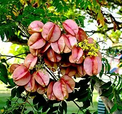 Fruits or seed pods