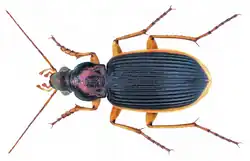 Chlaenius nigricans