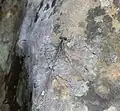Male
