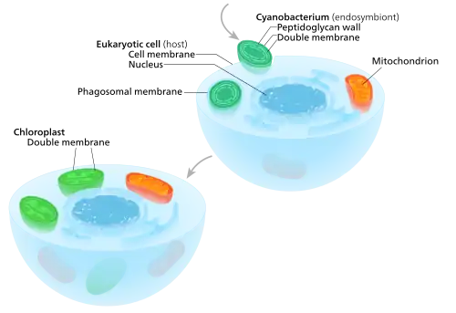 Primary endosymbiosis A eukaryote with mitochondria engulfed a cyanobacterium in an event of serial primary endosymbiosis, creating a lineage of cells with both organelles.[17]