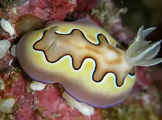 Goniobranchus coi
