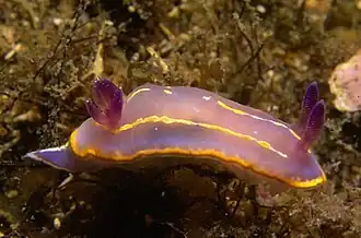 Felimida krohni