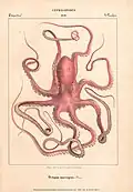 Callistoctopus macropus