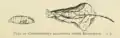 Chrysophanus sallustrius