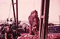 Chunk of fin whale meat at Donkergat whaling station (1960)