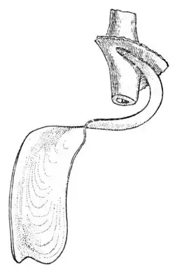 The clausilium of Clausilia dubia, as it articulates with the columella of the shell (upper right).