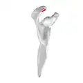 Medial top view. Clavicular facet shown in red.