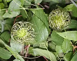 Young achenes
