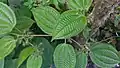 Clidemia hirta plant