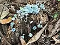 Clitocybula azurea