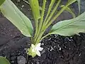 Close-up of Waigaon Turmeric plant