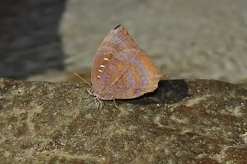 Ventral view