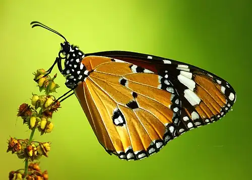 Ventral view