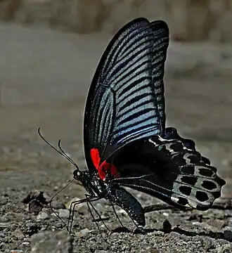 Ventral view