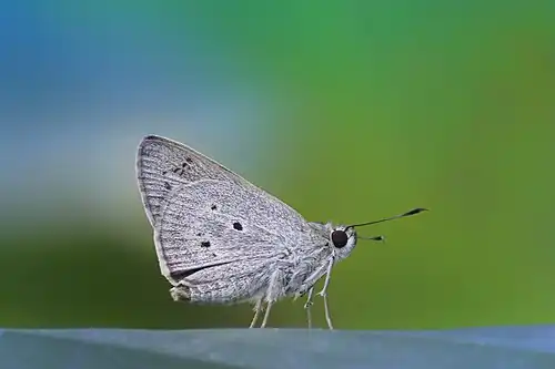 Ventral view
