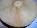 Detail of the gills