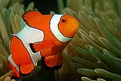 Photo of species