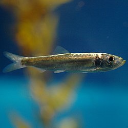 Pacific herring (Clupea pallasii), normally off shore but enter the bay to spawn from November through March.[47]