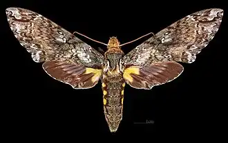 Female Dorsal side