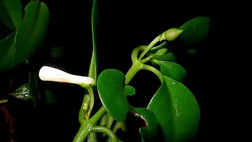 C. uleana