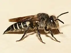 Coelioxys inermis