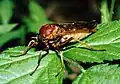 Coenomyia ferruginea