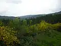 Common broom, Col de Saales.
