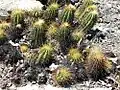 Coleocephalocereus aureus in natural habitat