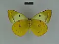 C. e. erate ventral view (female)