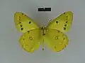 C. e. erate ventral view (male)