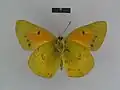 Ventral view (male)