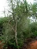 Commiphora simplicifolia