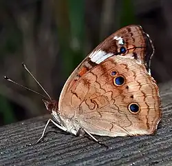 Common Buckeye (Junonia coenia) anterior view