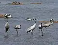 Family group - adults and immatures - at Khijadiya Bird Sanctuary, Gujarat, India