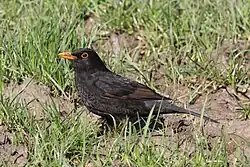 Young adult T.&nbsp;m. merula in Oxfordshire